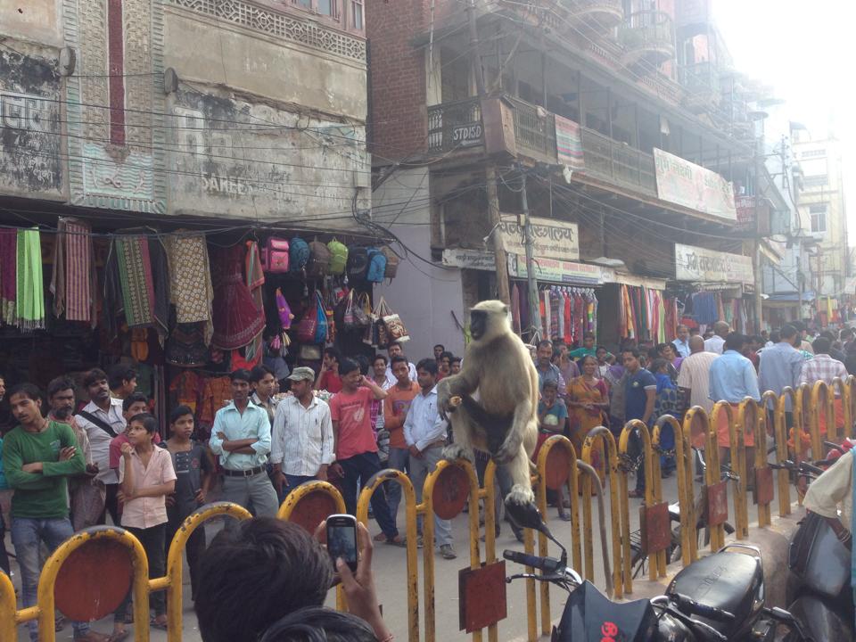 0924_人気者さる2