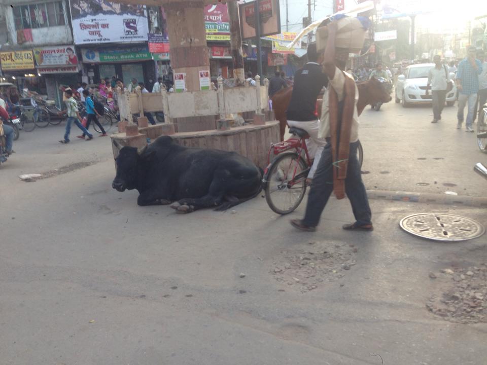 0923_交差点で寝る牛